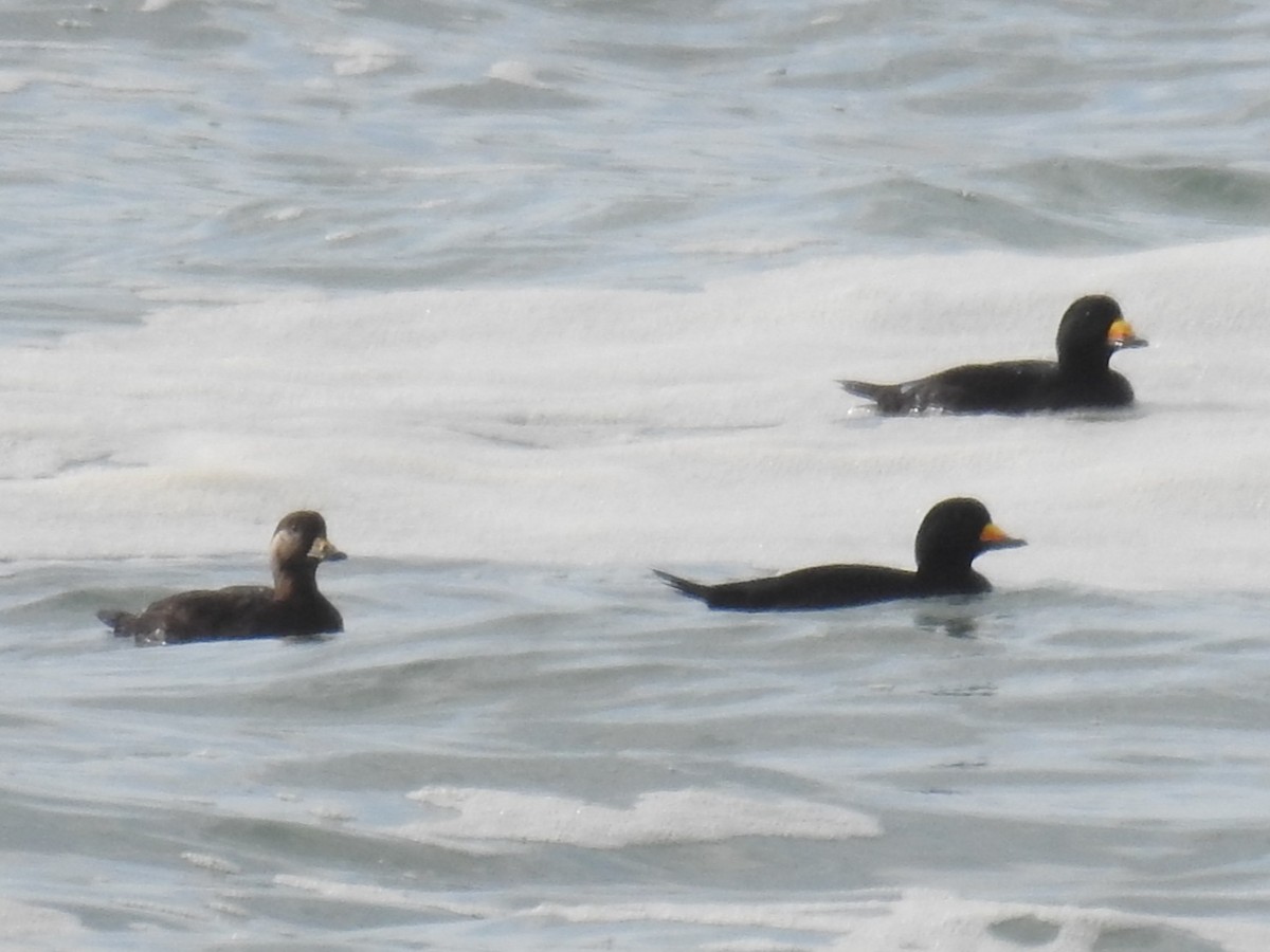Black Scoter - ML629680309