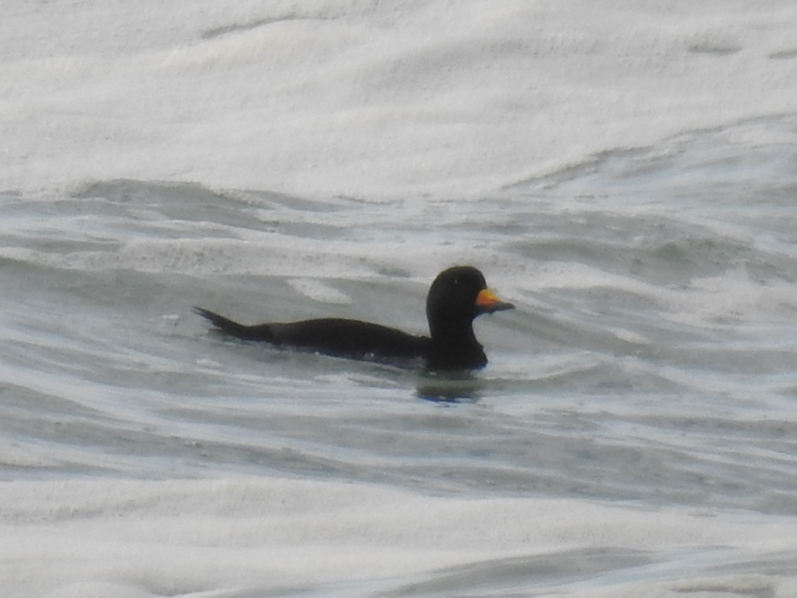 Black Scoter - ML629680338
