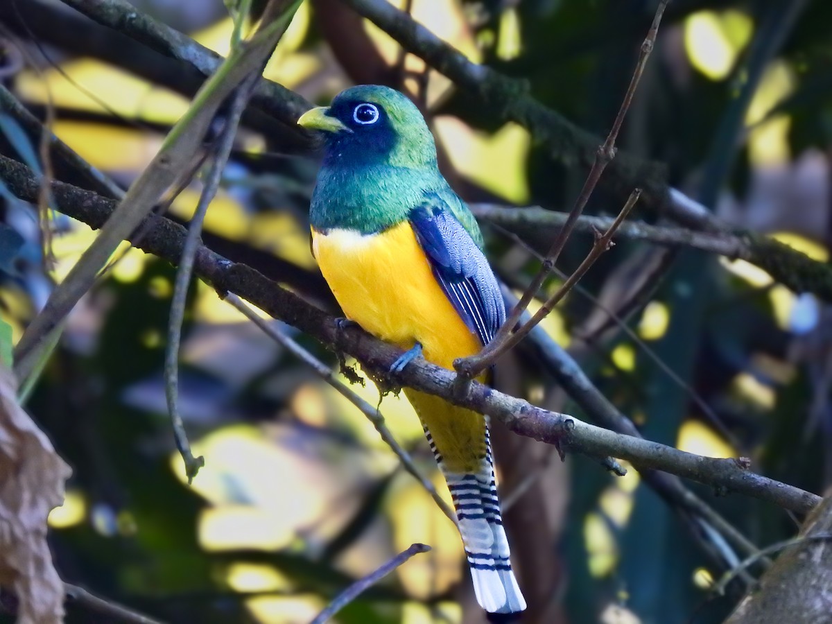 Graceful Black-throated Trogon - ML629680340
