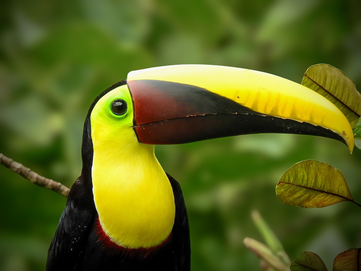 Yellow-throated Toucan - ML629680447