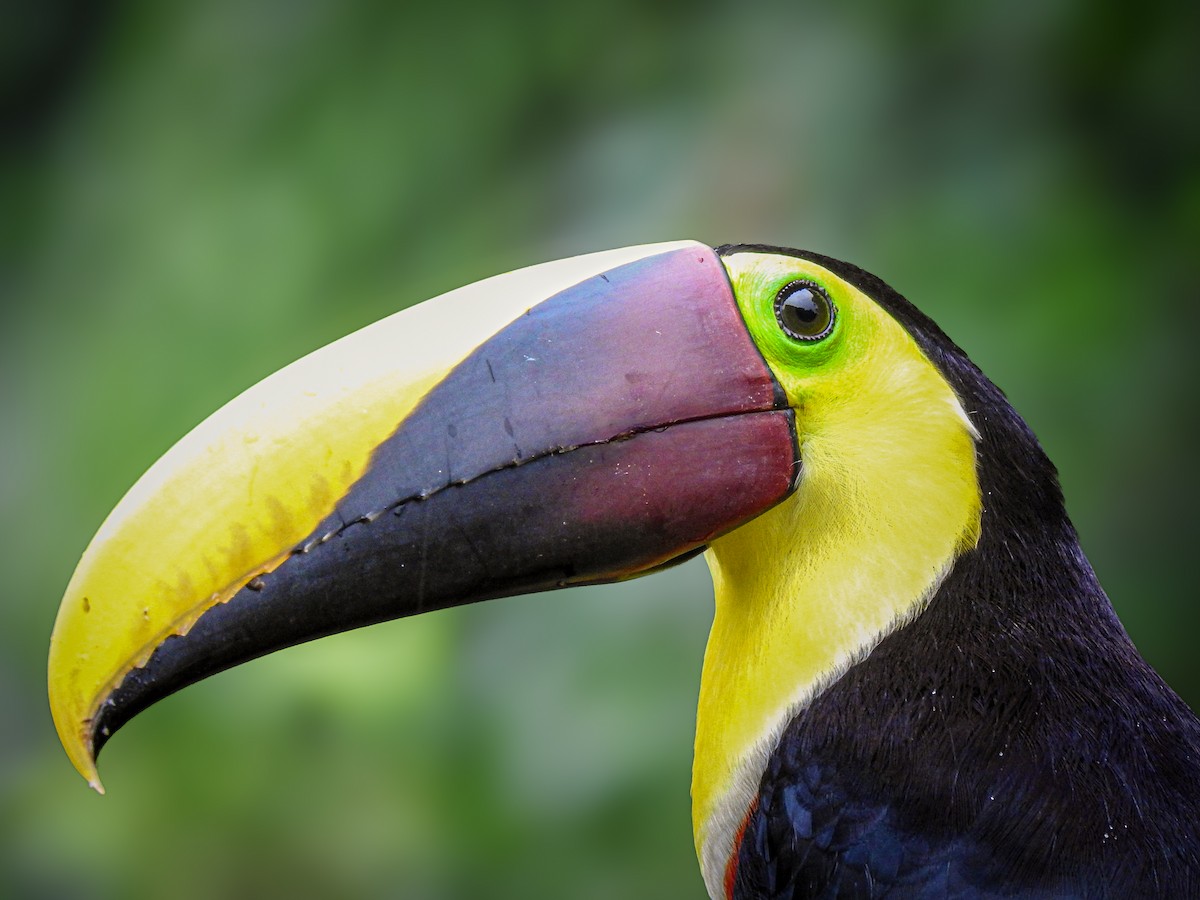Yellow-throated Toucan - ML629680449