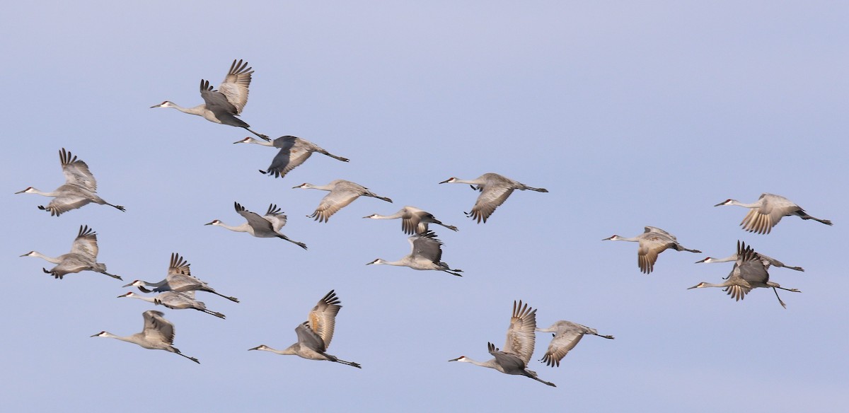 Sandhill Crane - ML629680452