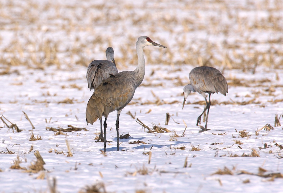 Sandhill Crane - ML629680453