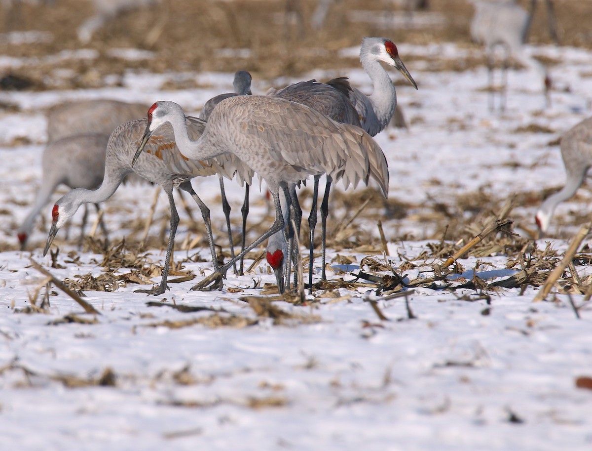 Sandhill Crane - ML629680454