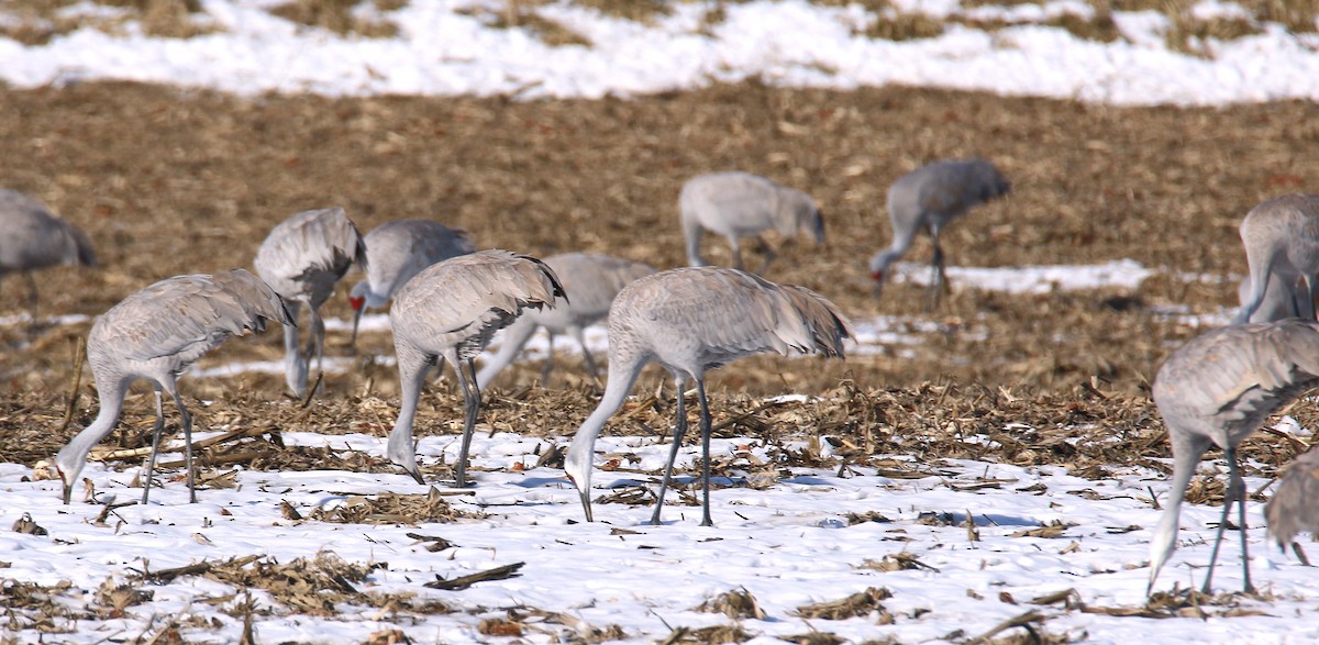 Sandhill Crane - ML629680455