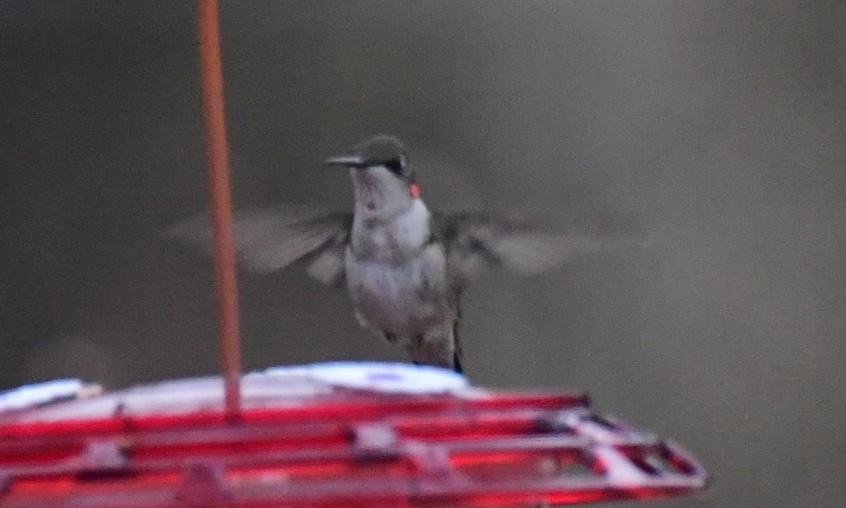 Ruby-throated Hummingbird - ML629680506