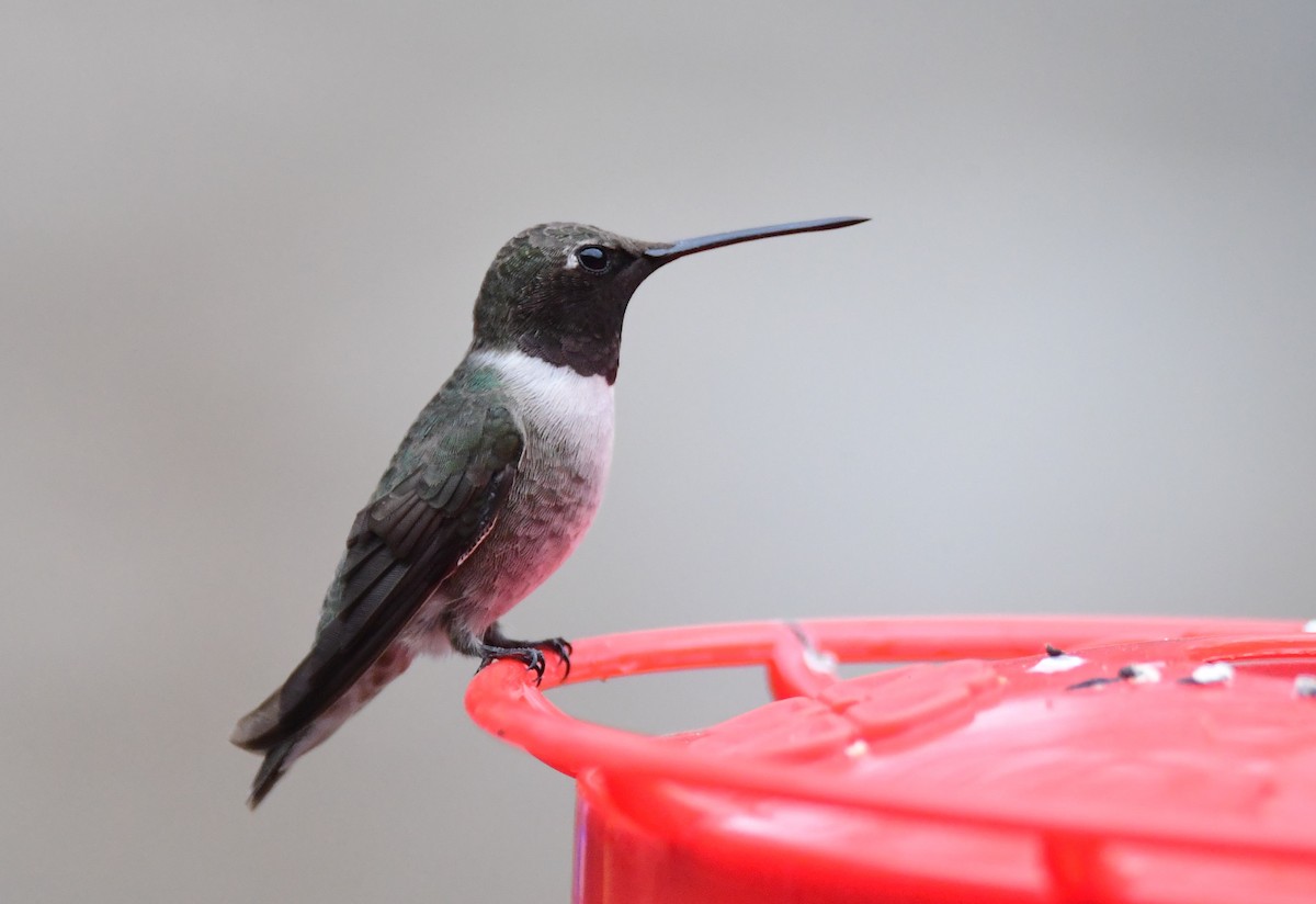 Black-chinned Hummingbird - ML629680514