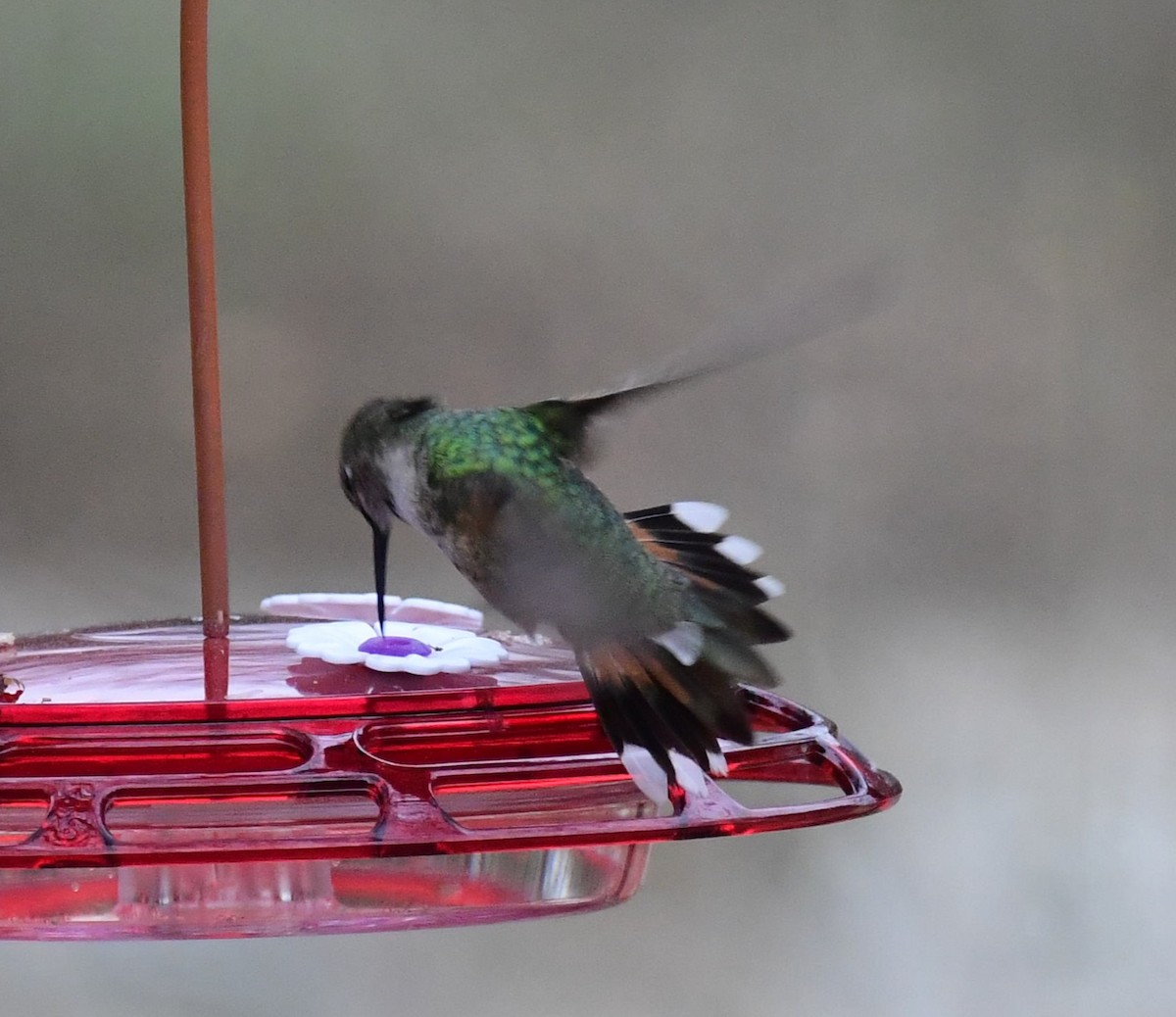 Broad-tailed Hummingbird - ML629680522
