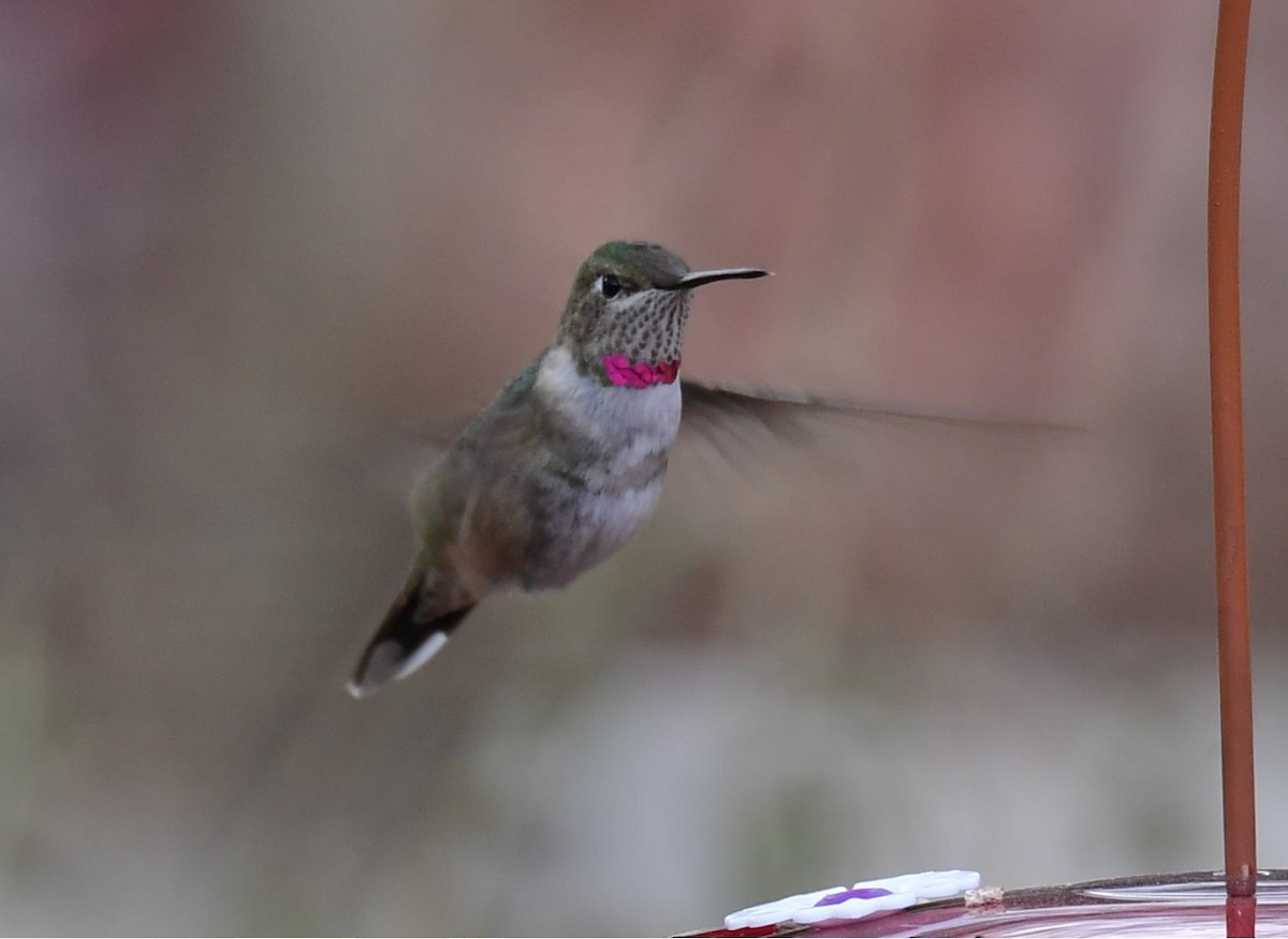 Broad-tailed Hummingbird - ML629680523