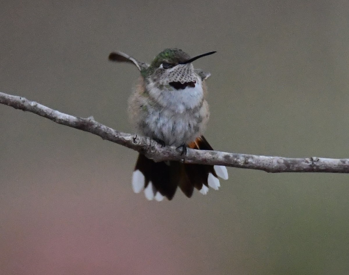 Broad-tailed Hummingbird - ML629680524