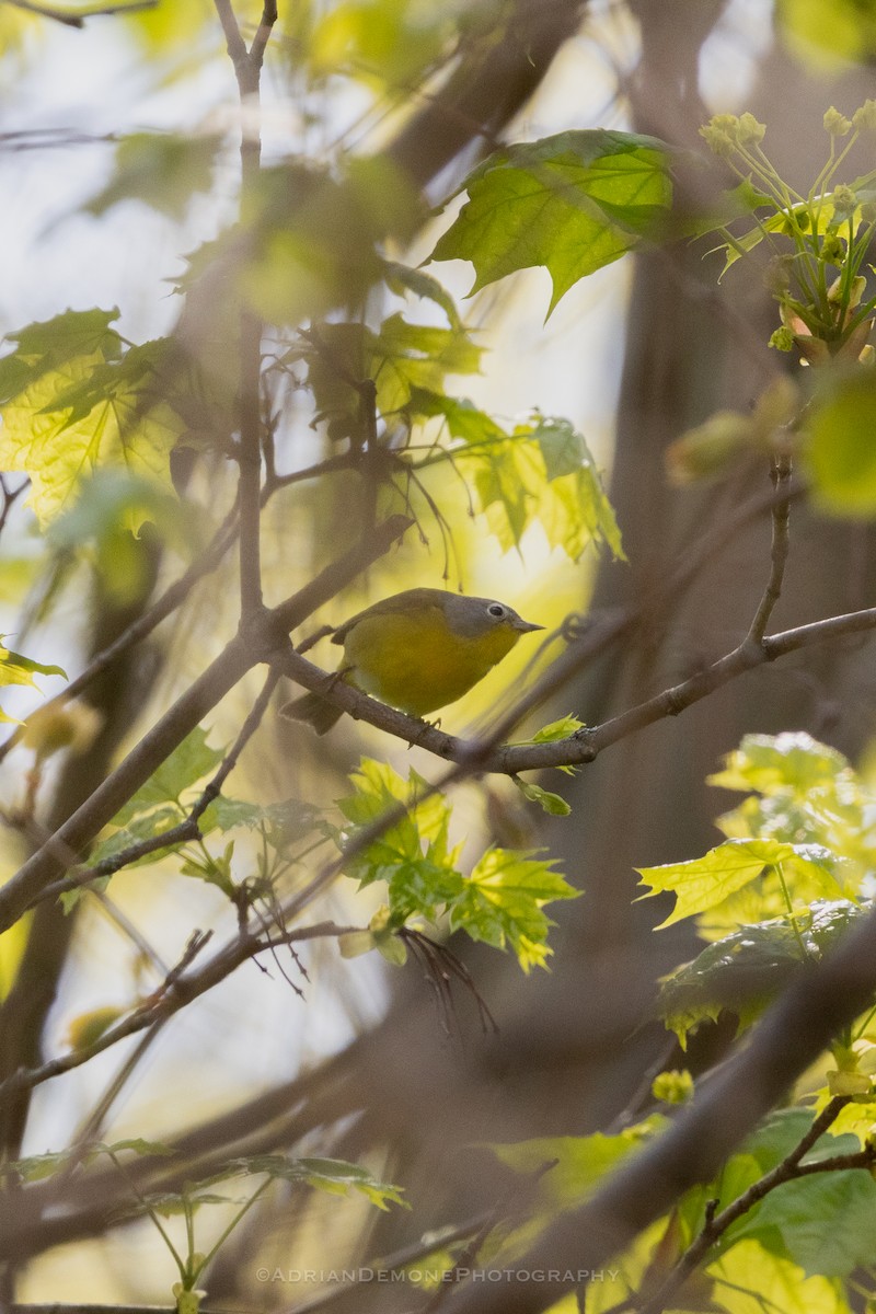 Nashville Warbler - ML629680536