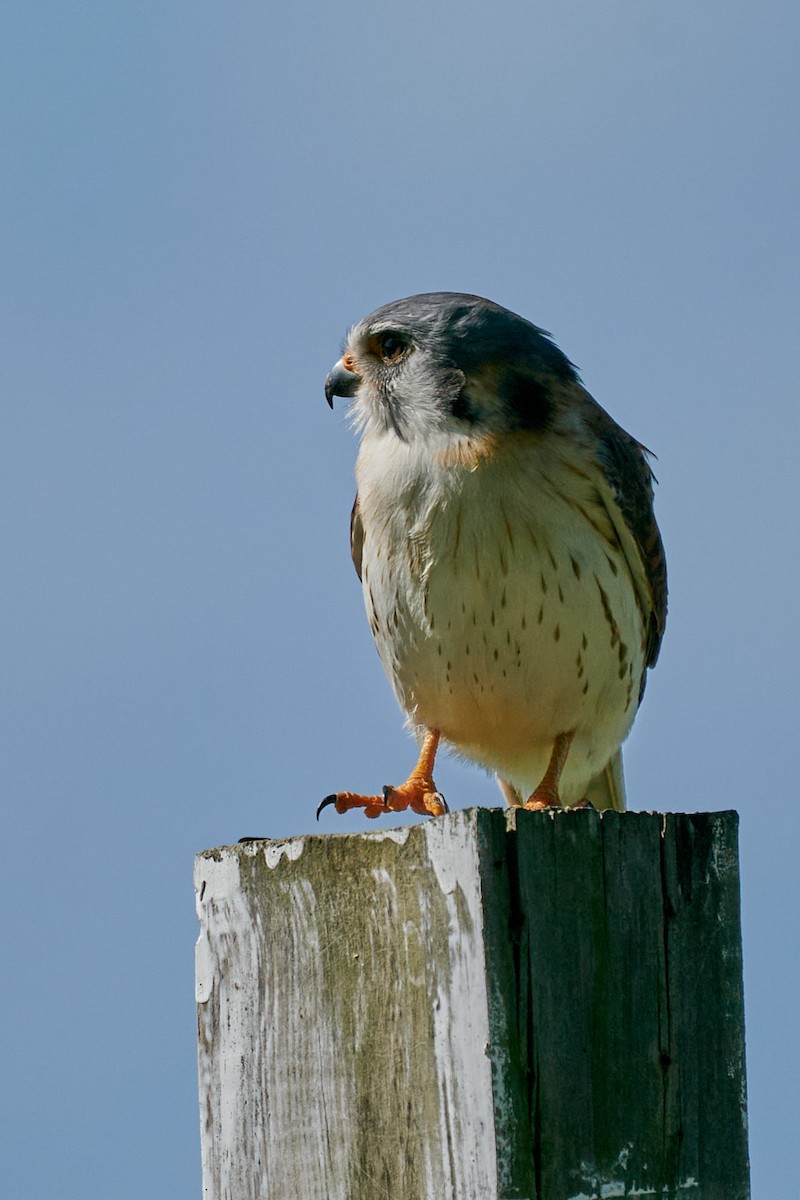 American Kestrel - ML629680554