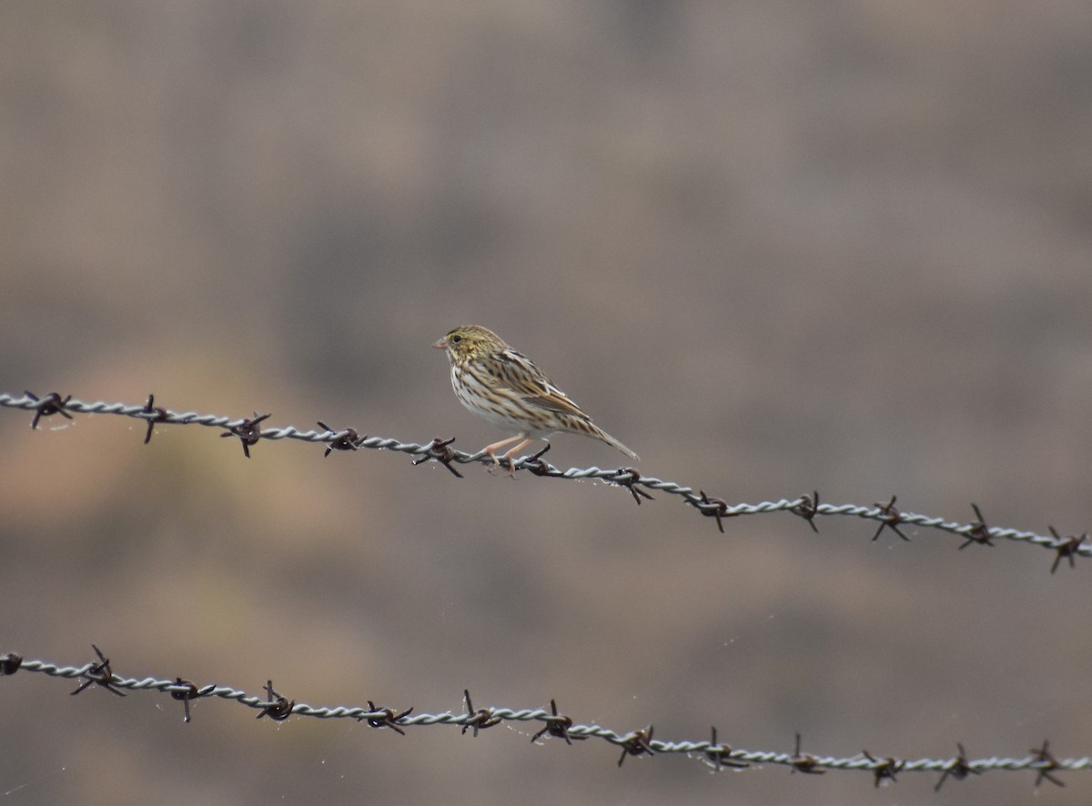 Savannah Sparrow - ML629680704
