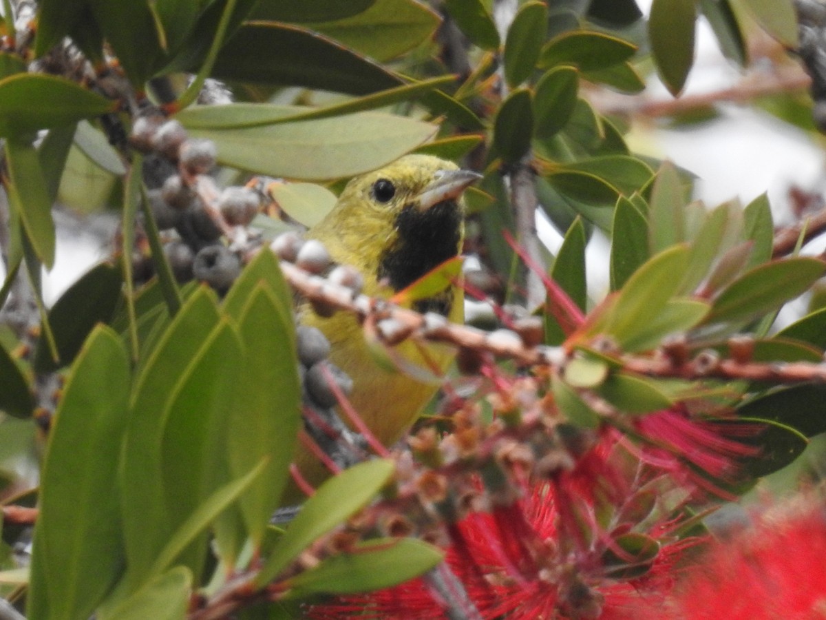 Orchard Oriole - ML629680737