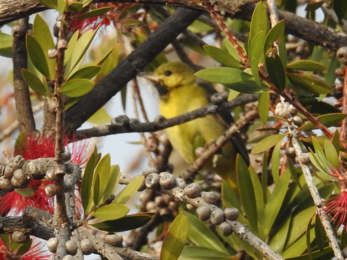 Orchard Oriole - ML629680741