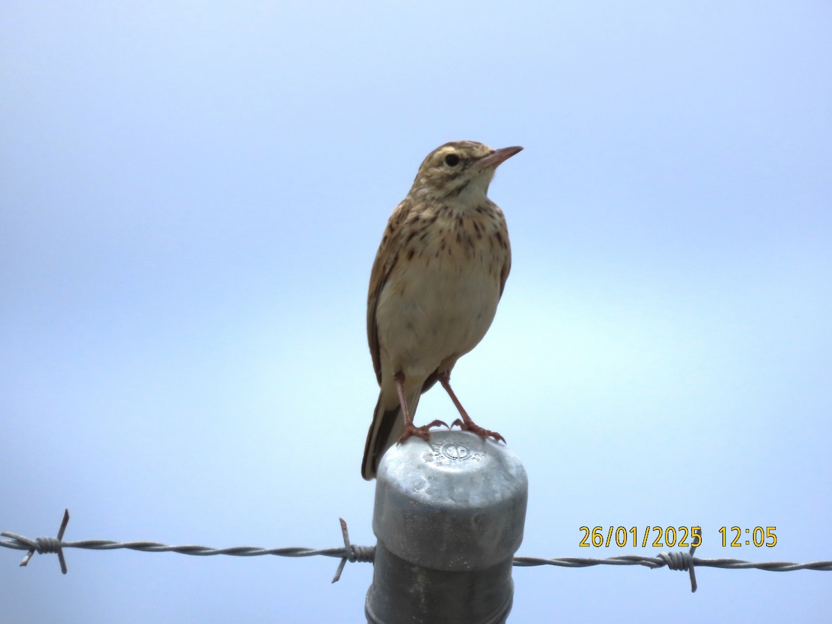 eBird Checklist - 26 Jan 2025 - Tingira St, Portsmith - 10 species