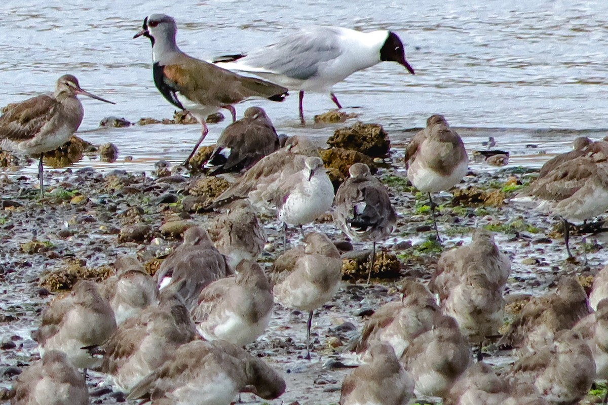 紅腹濱鷸 - ML629681153