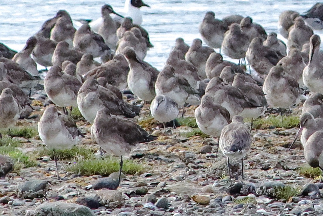 紅腹濱鷸 - ML629681154