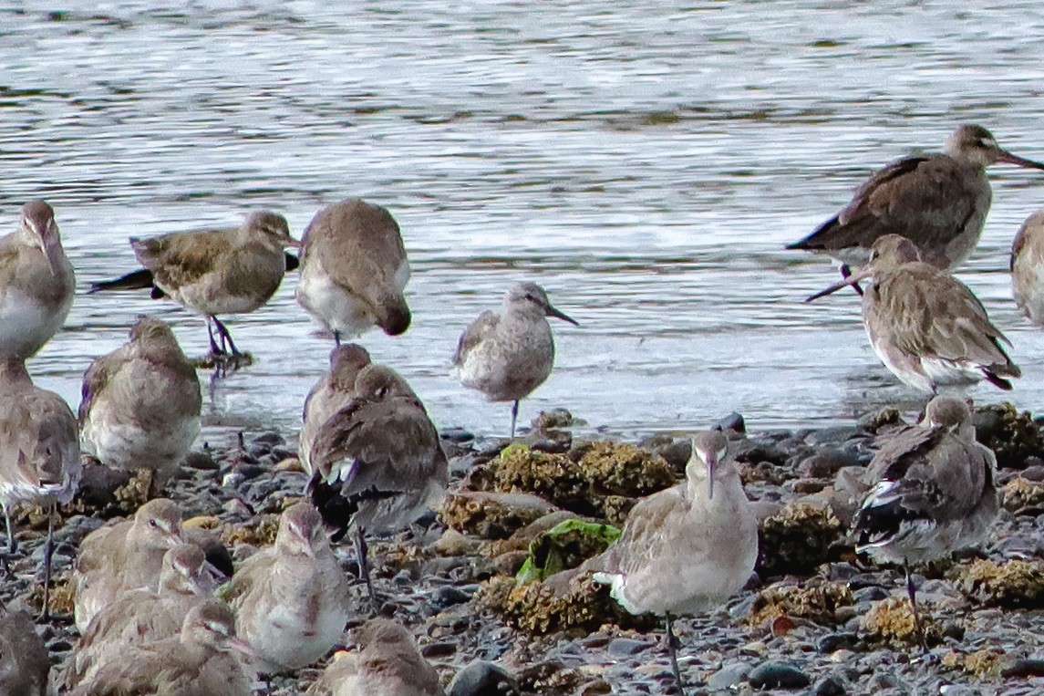 紅腹濱鷸 - ML629681155