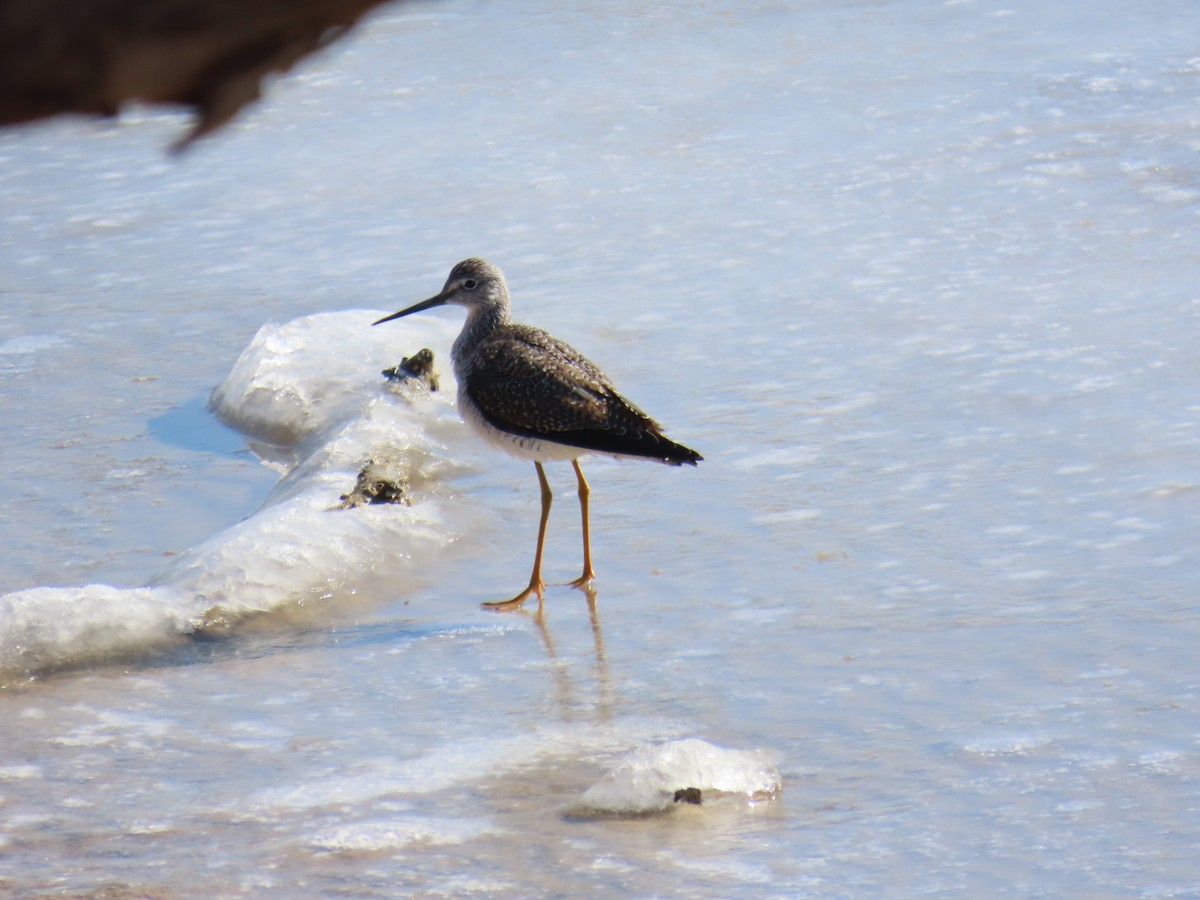 plystresnipe - ML629681735