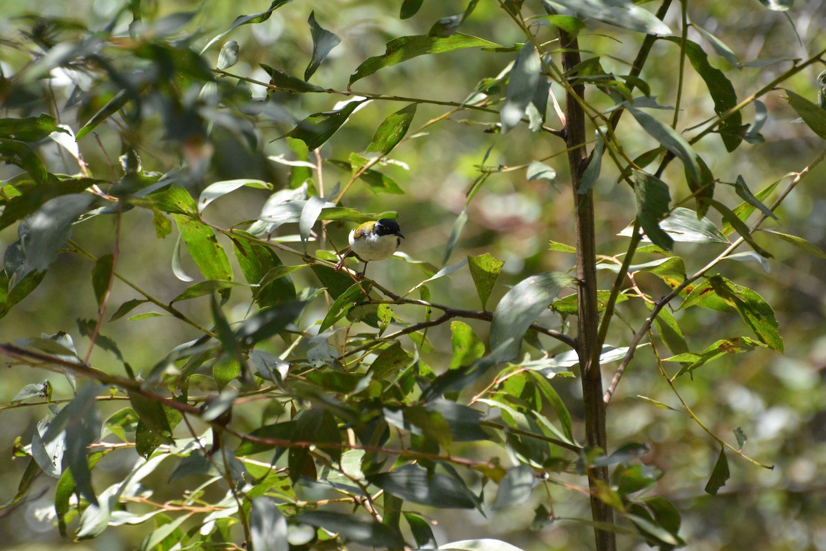 White-throated Honeyeater - ML629681883