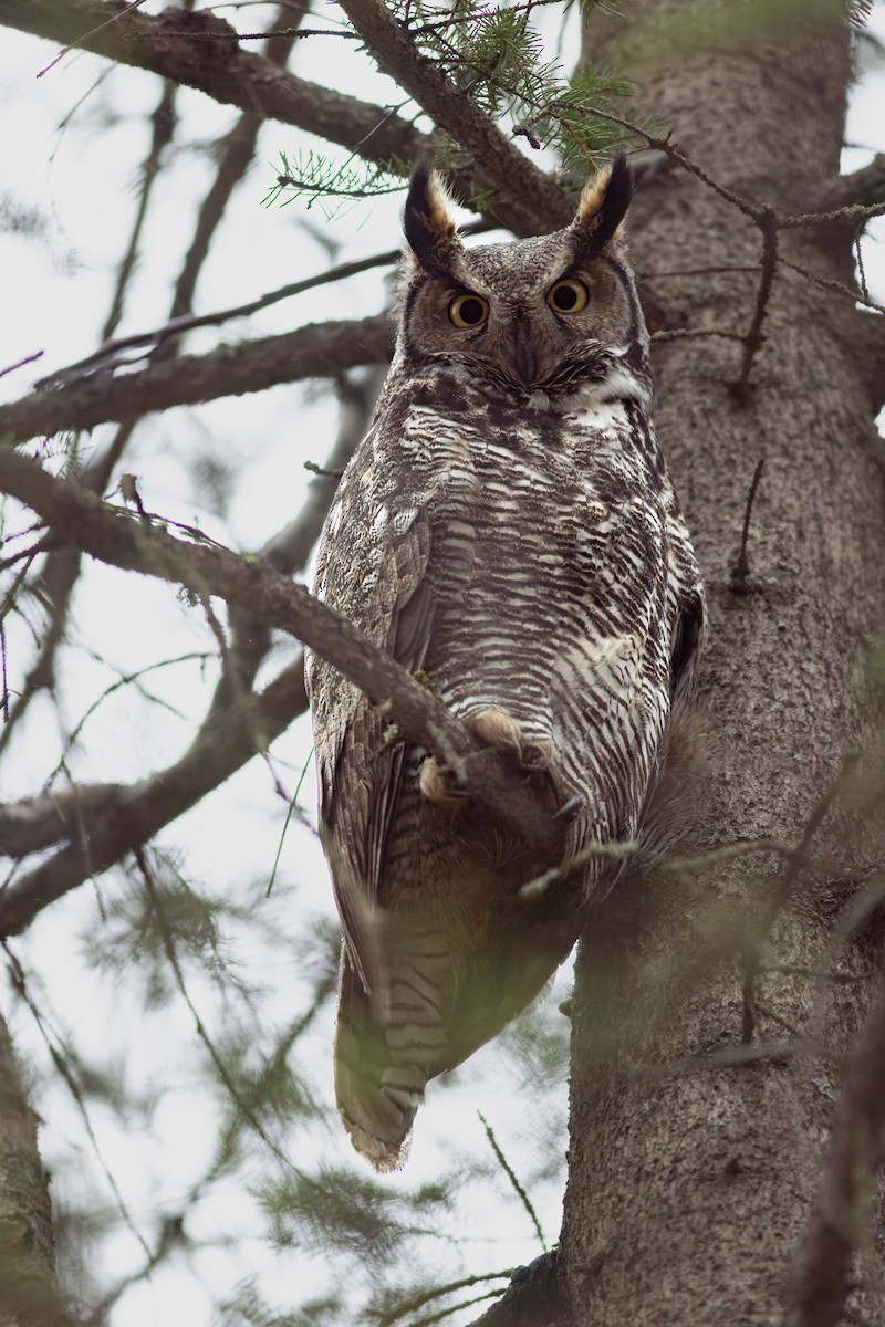 Great Horned Owl - ML629682091