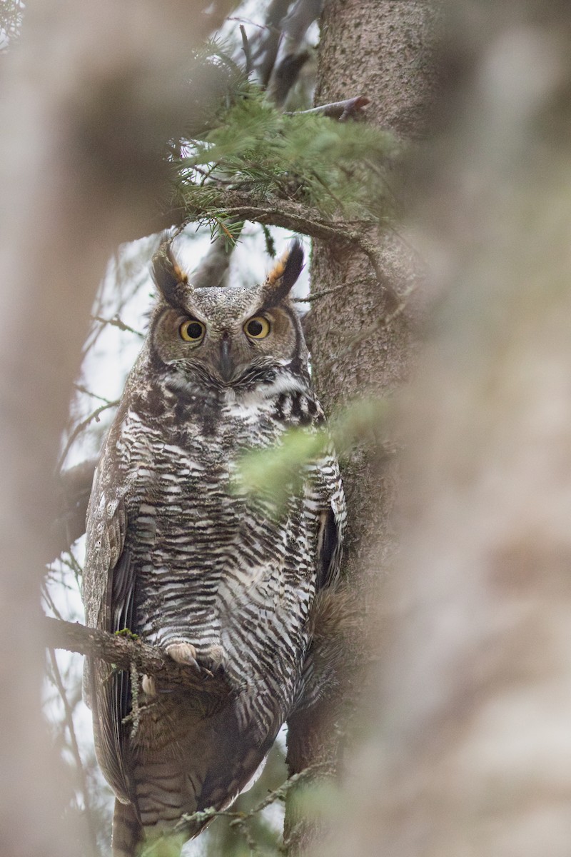 Great Horned Owl - ML629682094