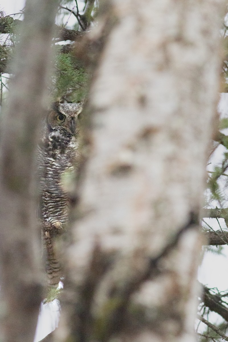 Great Horned Owl - ML629682097