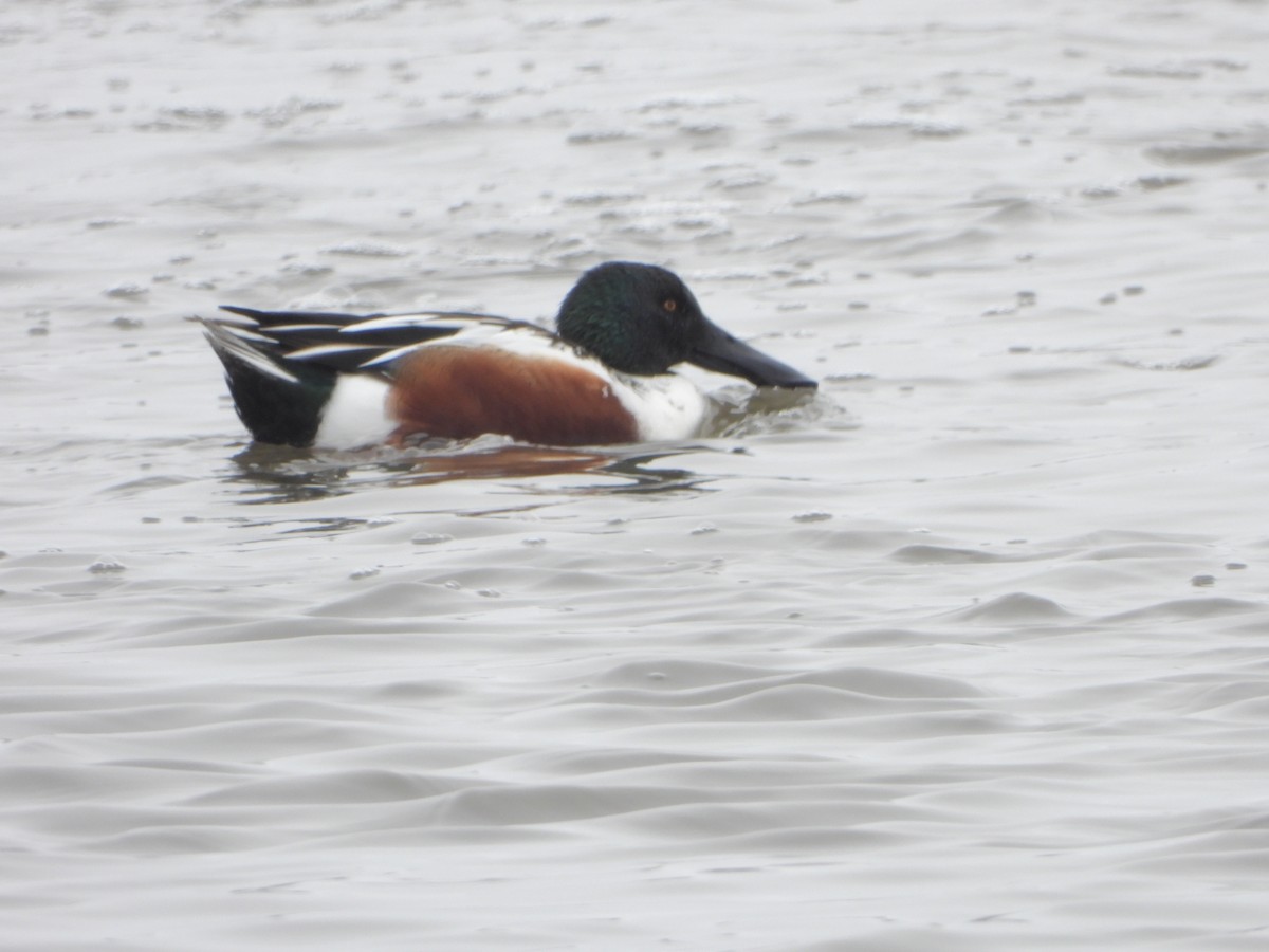 Халбага нугас - ML629682110