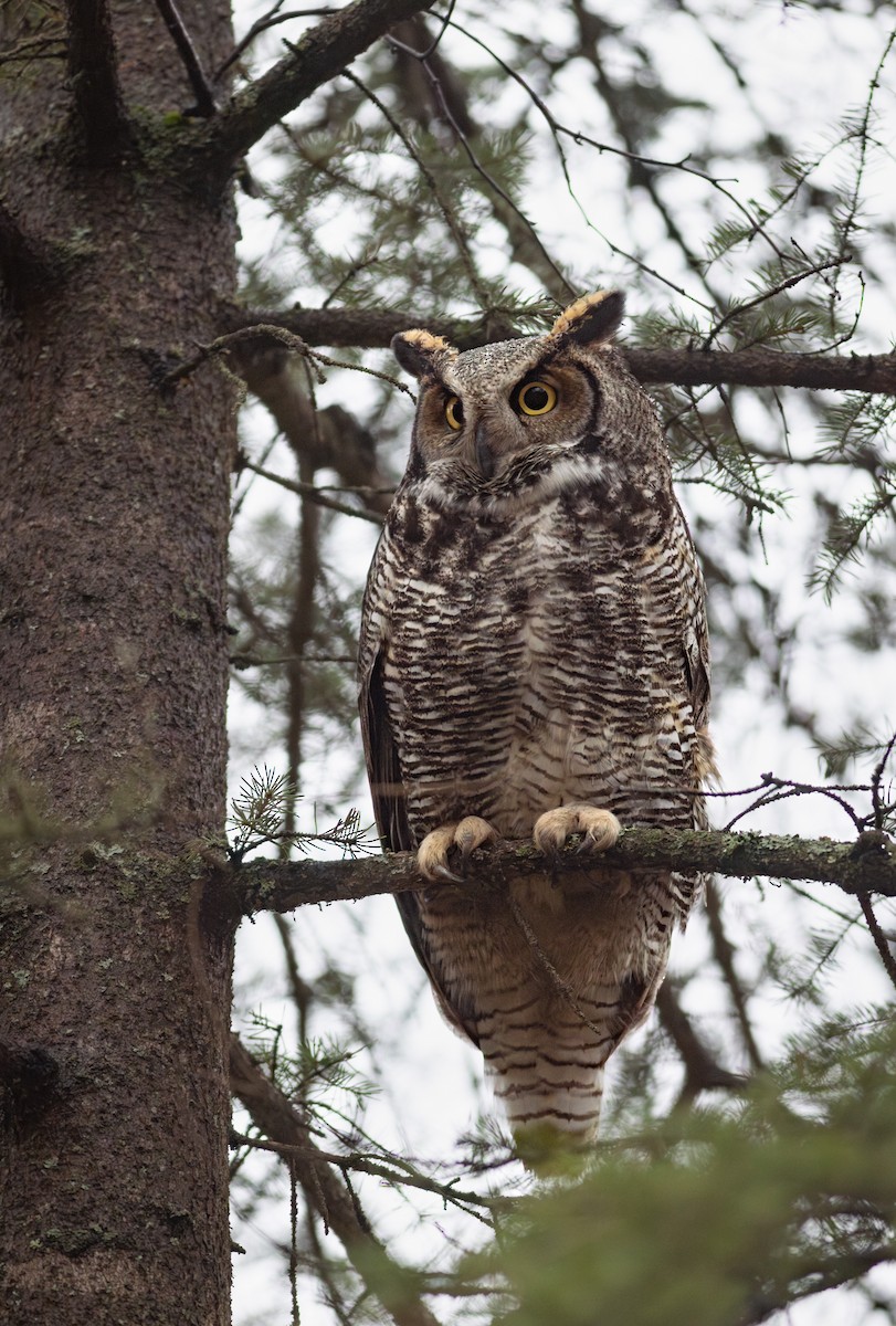 Great Horned Owl - ML629682134