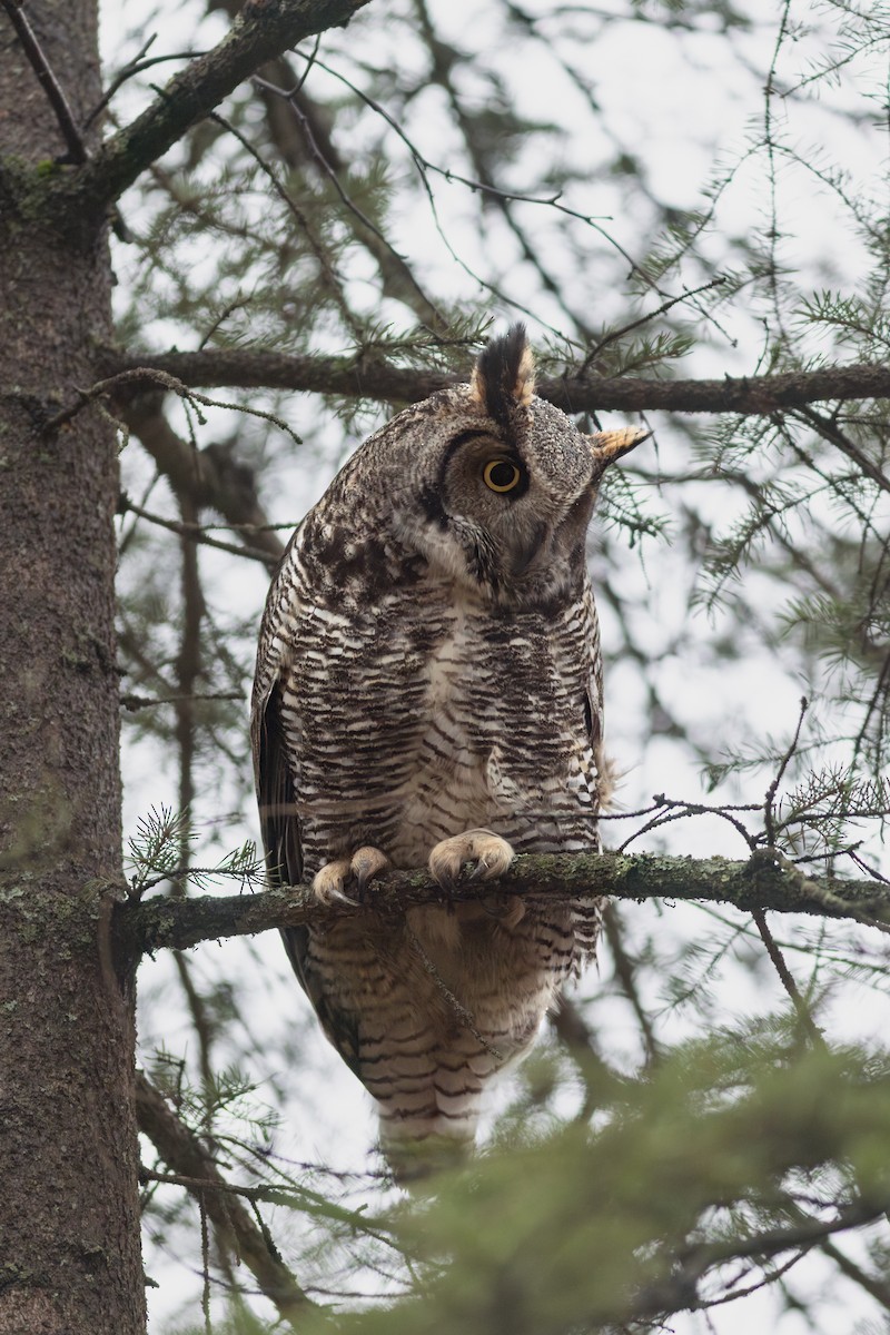 Great Horned Owl - ML629682137