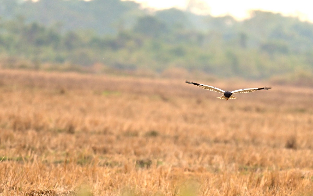 Pied Harrier - Ashok Kolluru