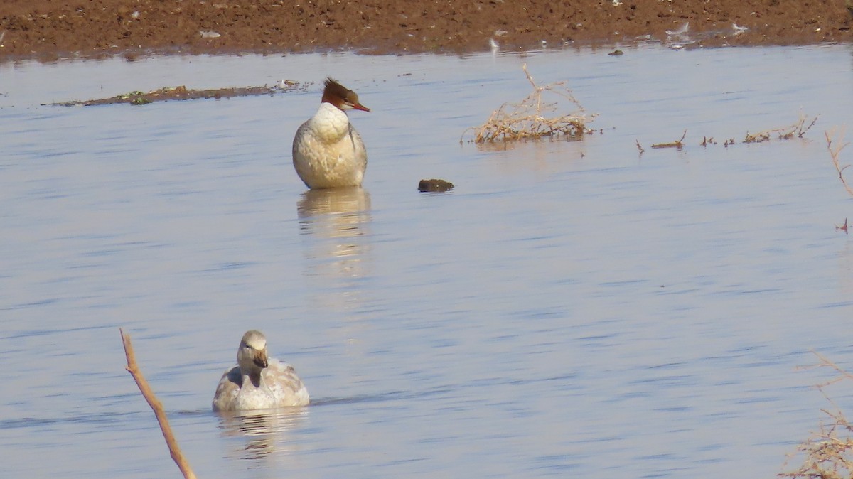 Хумхин бохио - ML629682629