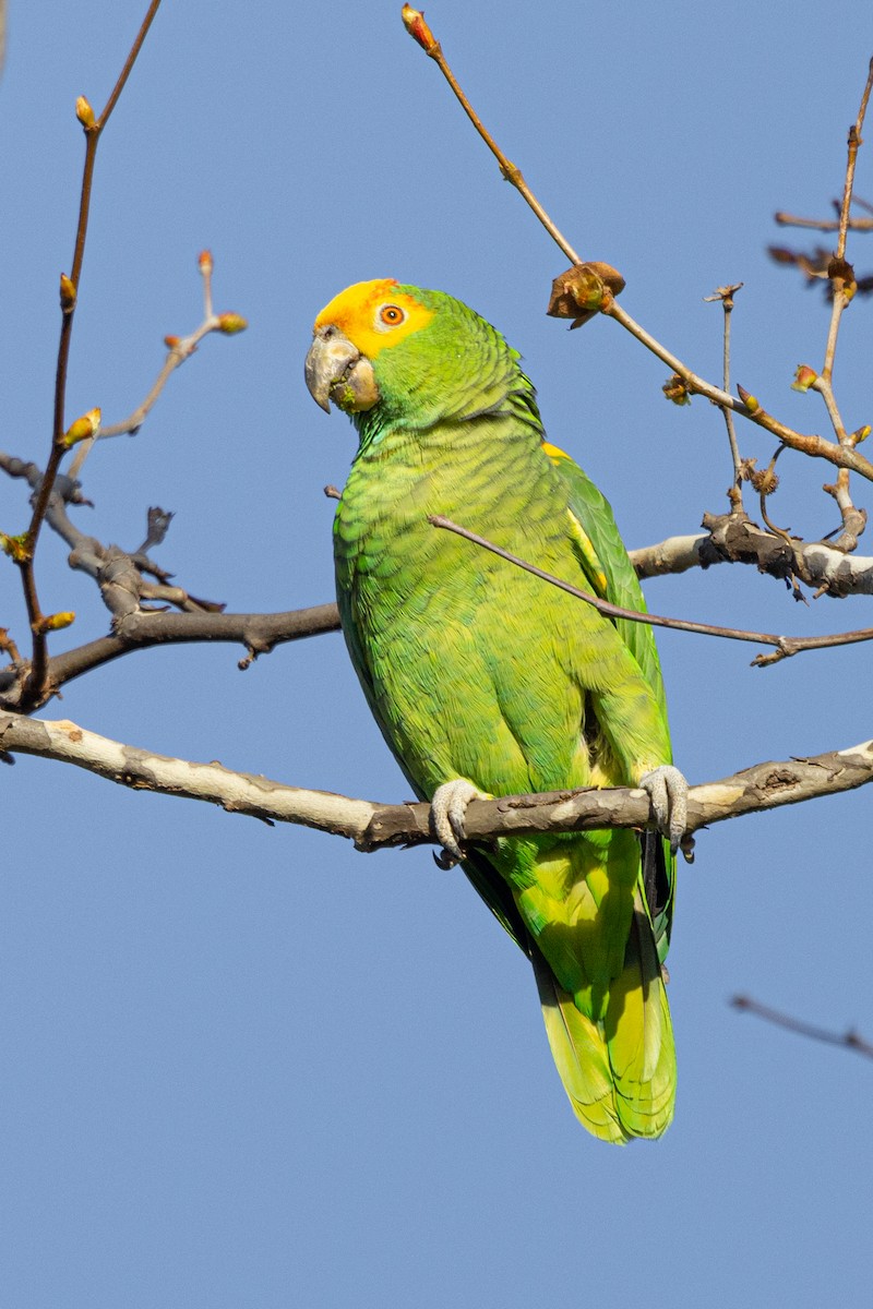 amazon sp. - ML629682882