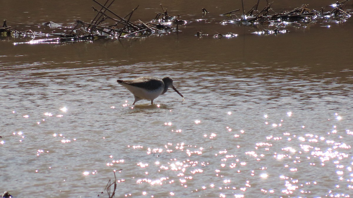 Greater Yellowlegs - ML629682931
