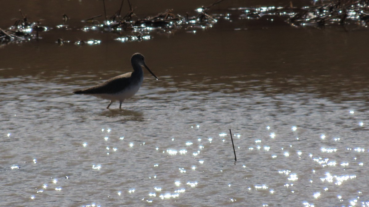 Greater Yellowlegs - ML629682965