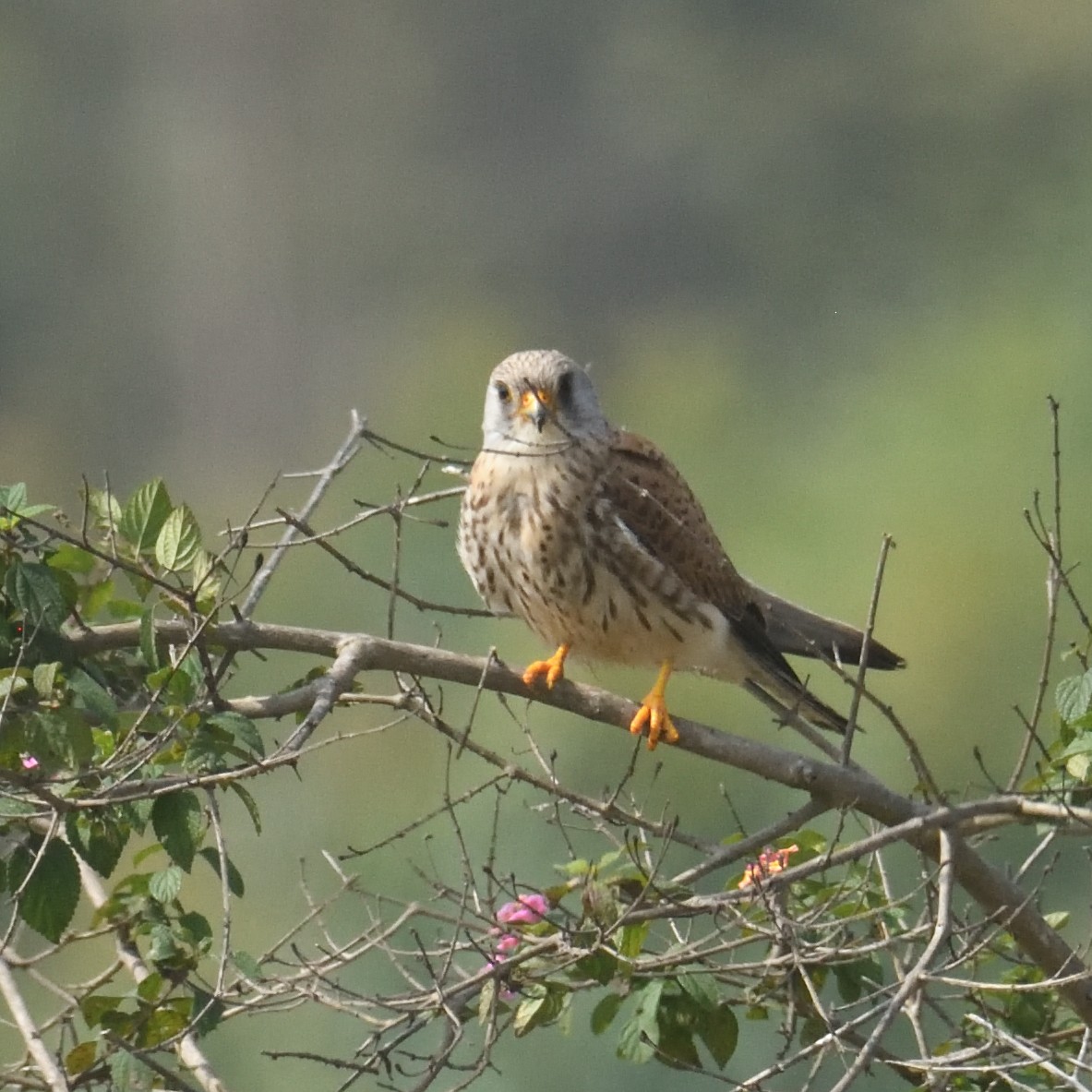 poštolka jižní - ML629683016