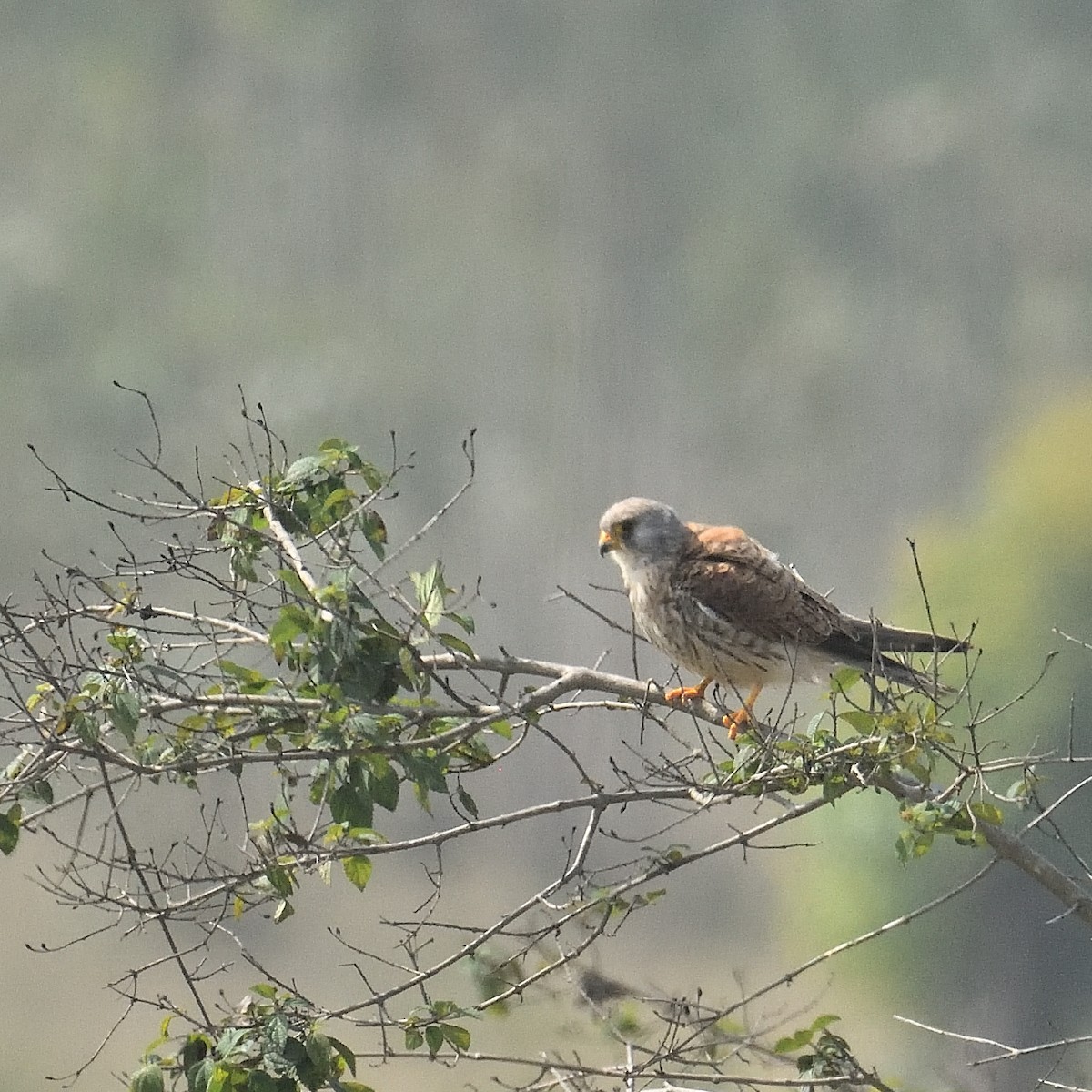 poštolka jižní - ML629683018