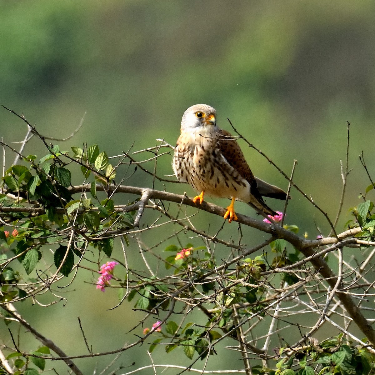 poštolka jižní - ML629683020