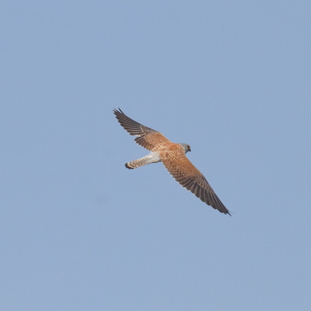 poštolka jižní - ML629683024