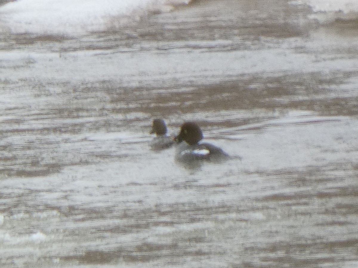 Common/Barrow's Goldeneye - ML629683130