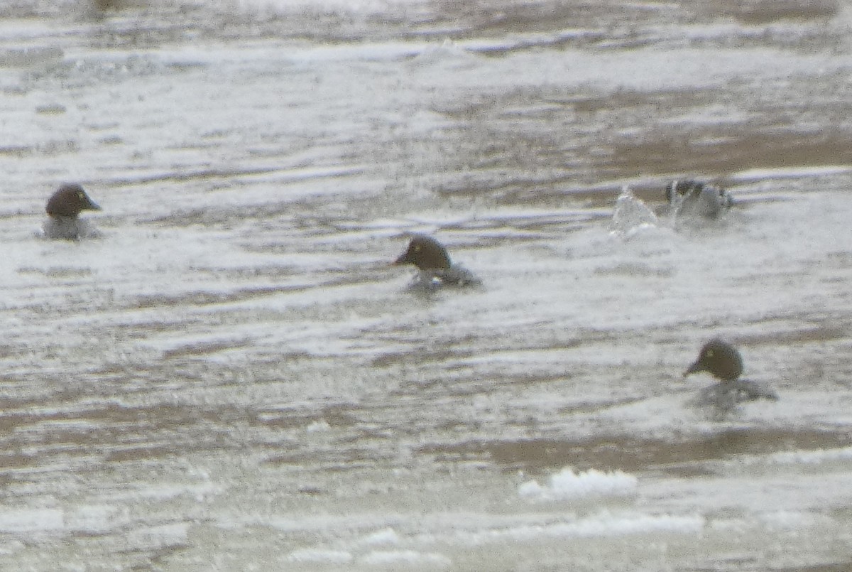 Common/Barrow's Goldeneye - ML629683131
