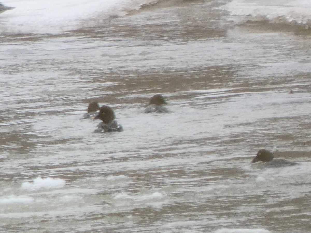 Common/Barrow's Goldeneye - ML629683132