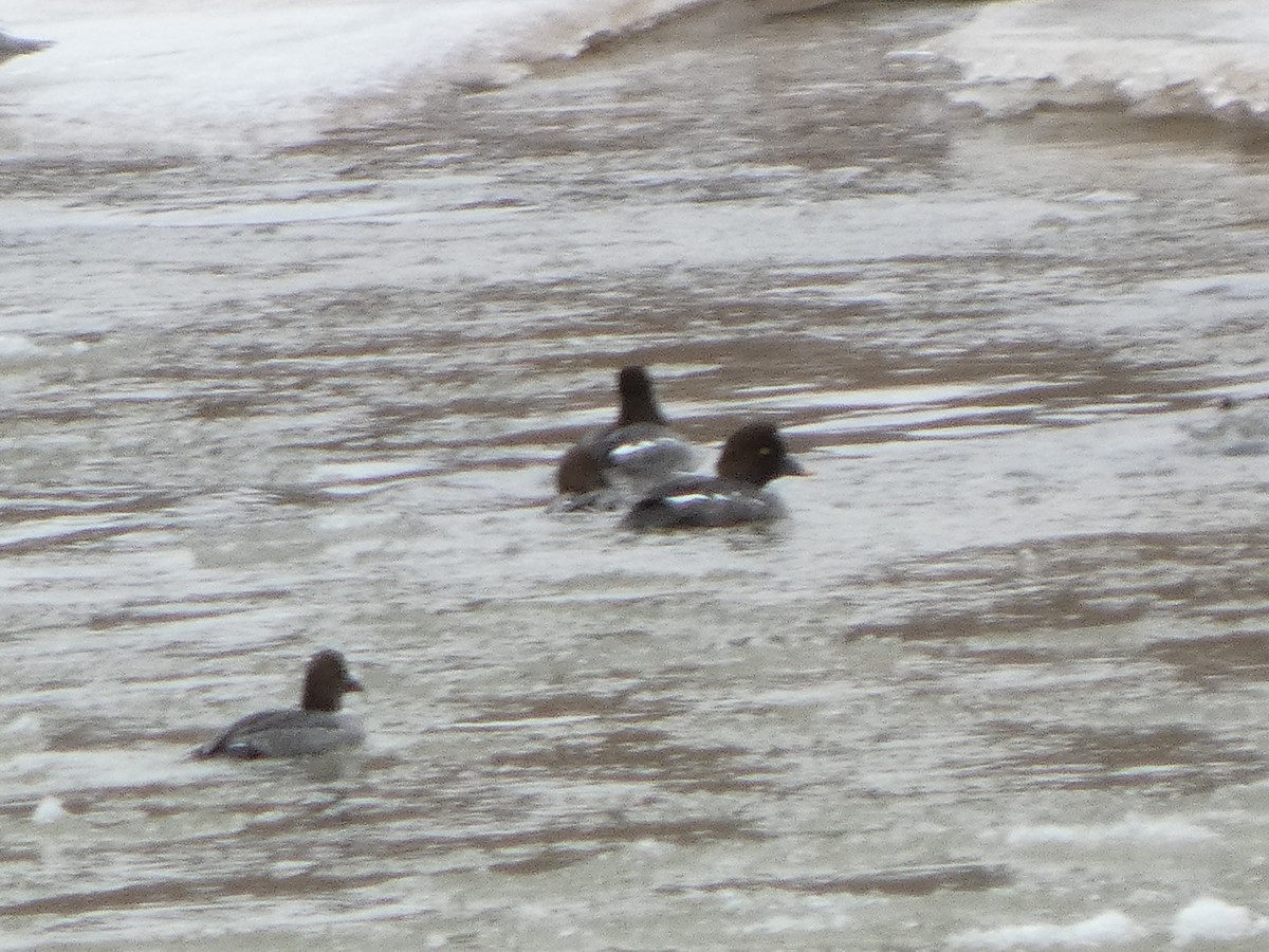 Common/Barrow's Goldeneye - ML629683133