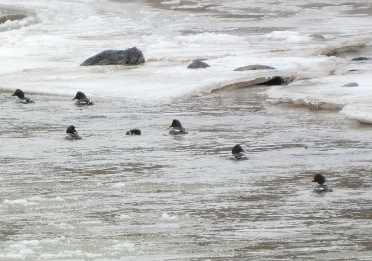 Common/Barrow's Goldeneye - ML629683134
