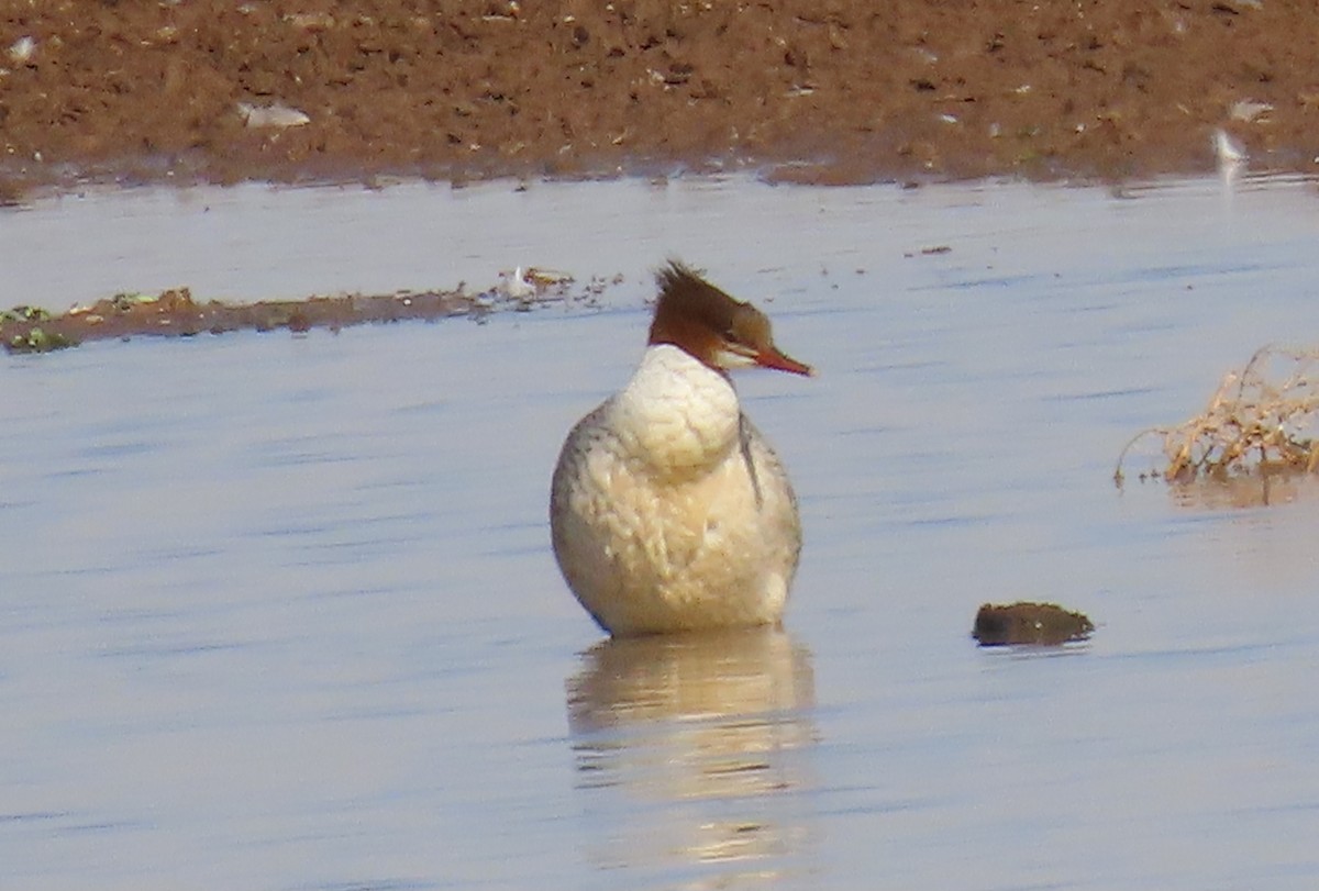 Хумхин бохио - ML629683138