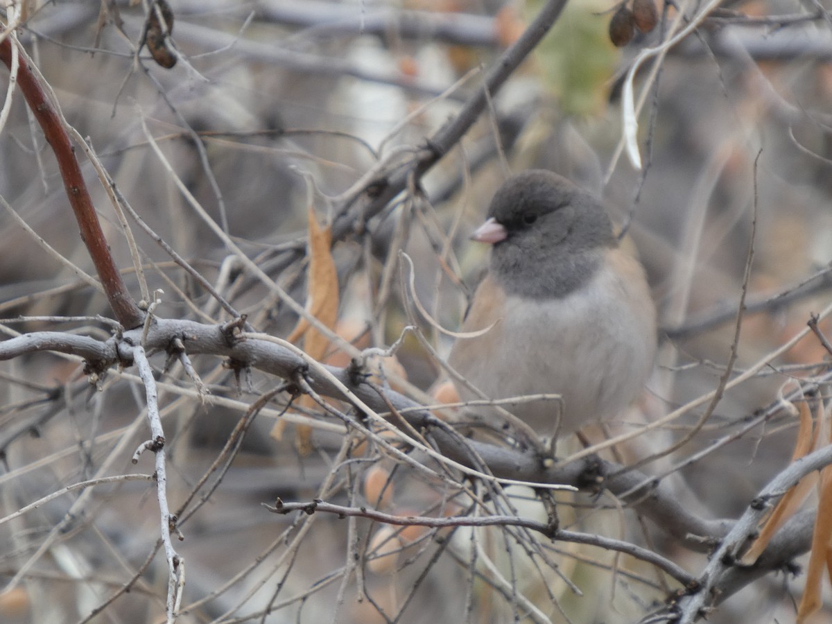 Dark-eyed Junco - ML629683251