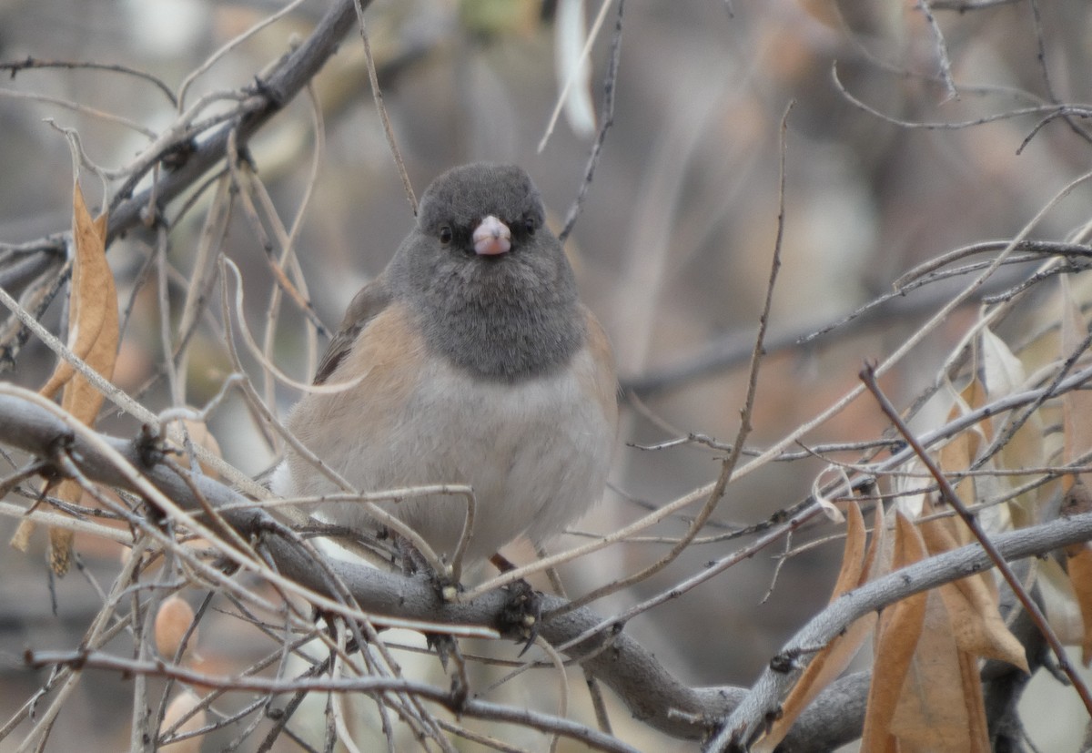 Dark-eyed Junco - ML629683252