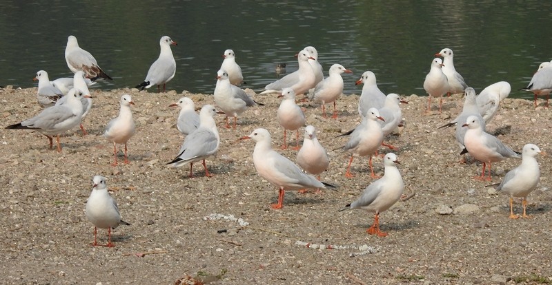 Морской голубок - ML629683253