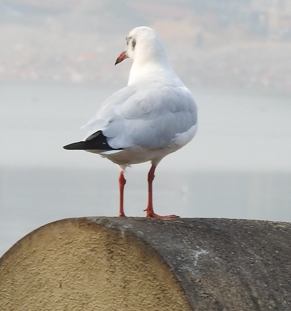 Буроголовая чайка - ML629683281